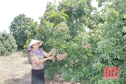 Thị xã Bỉm Sơn phát triển các mô hình sản xuất nông nghiệp quy mô lớn