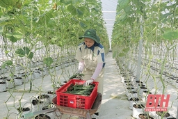 Huyện Quảng Xương tích tụ, tập trung đất đai phát triển nông nghiệp quy mô lớn