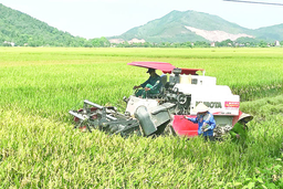 Toàn tỉnh thu hoạch được 20.337 ha lúa thu mùa