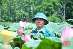 “Hái” tiền tỷ nhờ trồng cây sen Nhật
