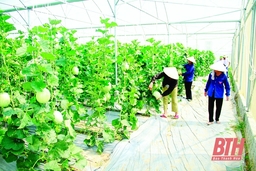 Để nông nghiệp bắt kịp xu hướng hiện đại: Liên kết vùng trong phát triển nông nghiệp bền vững