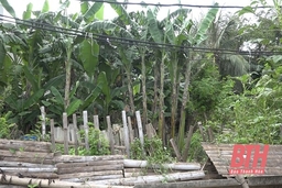 UBND huyện Quảng Xương trả lời nội dung liên quan đến MBQH 993 xã Quảng Bình
