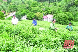 HTX nông lâm nghiệp Bình Sơn với hành trình đưa lâm sản địa phương vào OCOP