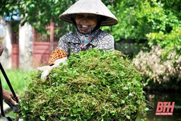 “Làng rau má” ở xứ Thanh