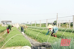 Vai trò của HTX trong sản xuất nông nghiệp