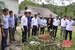 Trao dê sinh sản cho hội viên nông dân nghèo tại xã Giao An