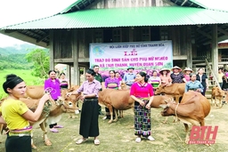 Phụ nữ huyện Quan Sơn với “Mô hình chăn nuôi bò sinh sản”