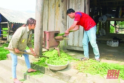 Bảo đảm nguồn thức ăn cho gia súc trong mùa đông