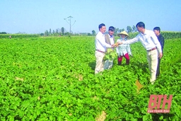 Mở rộng diện tích cây trồng vụ đông có giá trị kinh tế cao