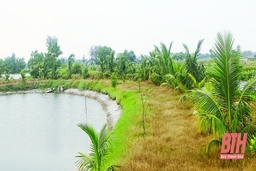 Huyện Hoằng Hóa hỗ trợ trồng dừa ở vùng nuôi trồng thủy sản
