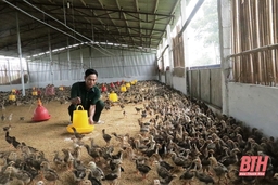 Mật độ chăn nuôi gia súc, gia cầm tỉnh Thanh Hoá đến năm 2030 là 0,1 đơn vị vật nuôi/ha