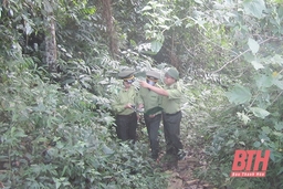 Quản lý, bảo vệ và phát triển rừng trên địa bàn huyện Bá Thước