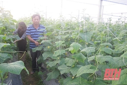 Huyện Hậu Lộc xây dựng nông thôn mới gắn với phát triển sản xuất, nâng cao đời sống Nhân dân