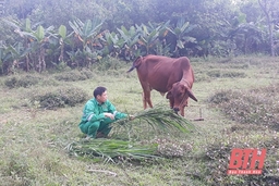 Dự án nhân rộng mô hình giảm nghèo ở thị xã Nghi Sơn