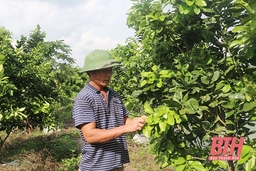 Huyện Thọ Xuân phát triển nông nghiệp theo hướng bền vững