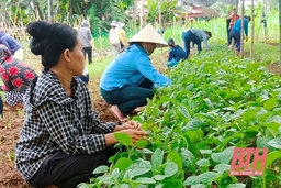 Đào tạo nghề gắn với xây dựng nông thôn mới ở huyện Lang Chánh