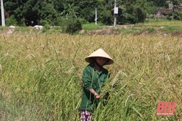 Phát triển thương hiệu gạo nếp Lộc Thịnh