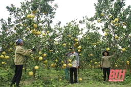 Trang trại hữu cơ đầu tiên ở xứ Thanh