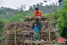 Cây mía giúp nông dân huyện miền núi xứ Thanh thoát nghèo