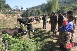 Mường Lát tăng cường phòng, chống đói, rét cho đàn vật nuôi