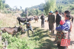 Mường Lát và Lang Chánh tăng cường phòng, chống đói, rét cho đàn vật nuôi