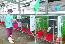 Kéo dài hiệu lực một số Nghị quyết của HĐND tỉnh về cơ chế, chính sách phát triển đến tháng 12-2021