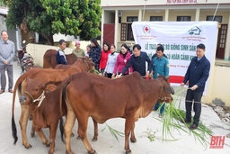 Trao tặng bò giống sinh sản cho hộ nghèo tại huyện Hoằng Hóa