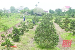 Huyện Triệu Sơn triển khai thực hiện Nghị quyết Đại hội Đảng bộ huyện về lĩnh vực kinh tế