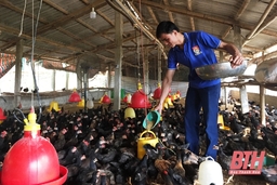 Tăng cường phòng chống dịch bệnh trên đàn vật nuôi
