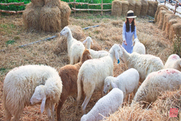 Mê mẩn ngắm nông trại cừu và hoa tại Thanh Hóa