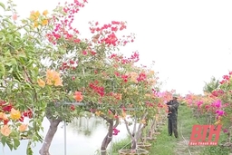 Công ty CP Giống cây trồng Thanh Hóa: Ứng dụng khoa học công nghệ vào sản xuất, kinh doanh