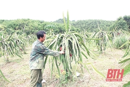 Nhân rộng mô hình trang trại tổng hợp ở huyện Như Xuân