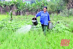 Phát triển các cây trồng chủ lực