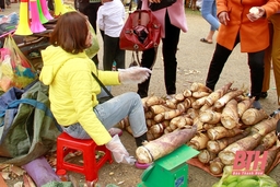 Tăng cường quản lý khai thác, chế biến măng rừng