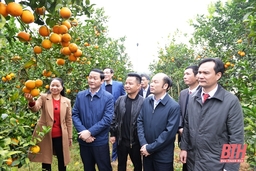 Chủ tịch UBND tỉnh Đỗ Minh Tuấn khảo sát Khu di tích Chiến khu Ngọc Trạo và một số mô hình trồng cây ăn quả trên địa bàn huyện Thạch Thành