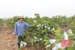Huyện Thạch Thành phát triển nông nghiệp gắn với xây dựng NTM