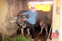 Chủ động phòng, chống rét cho cây trồng, vật nuôi
