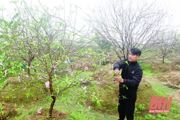 Xây dựng đào hoa kép cổ Quảng Chính thành sản phẩm OCOP tỉnh Thanh Hóa
