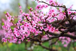 Tăng cường thực hiện nhiệm vụ trọng tâm trước, trong và sau Tết Nguyên đán Tân Sửu 2021