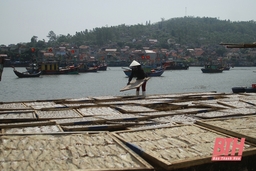 Các cơ sở chế biến hải sản nhộn nhịp vào tết