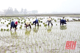 Nô nức xuống đồng đầu xuân