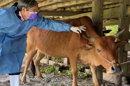 Khẩn trương tổ chức tiêm phòng vaccine phòng bệnh viêm da nổi cục ở trâu, bò