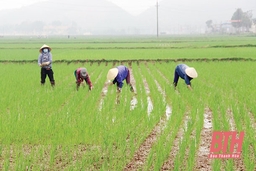 Tập trung chăm sóc và bảo vệ lúa đông xuân