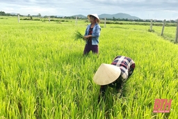 Phát triển các mô hình liên kết sản xuất lúa ở huyện Hoằng Hóa