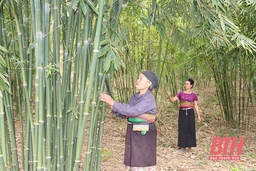 Phát triển vùng nguyên liệu tre, luồng gắn với chế biến