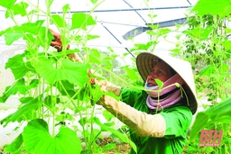 Khơi dậy tiềm năng phát triển nông nghiệp quy mô lớn, ứng dụng công nghệ cao ở huyện Hoằng Hóa