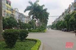 Đừng để cây xanh che khuất tầm nhìn lái xe