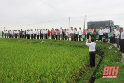 Nhân rộng mô hình liên kết sản xuất lúa theo chuỗi