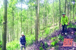 Bảo vệ gắn với phát triển rừng hiệu quả tại Ban Quản lý rừng phòng hộ Như Thanh