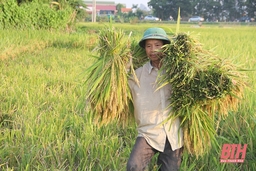 Nông dân trong tỉnh rộn ràng vào mùa gặt